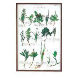 식물표본15종